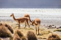 VicuÃÂ±a in the Chilean Altiplano