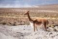 VicuÃÂ±a in the Chilean Altiplano