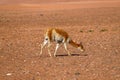 The landscape of northern Chile with a vicuna in the desert highlands of northern Chile, Atacama Desert, Chile