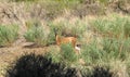 The vicuÃÂ±a is the national animal of Peru. It is a wild South American camelid that lives in the Andes Royalty Free Stock Photo