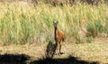 The vicuÃÂ±a is the national animal of Peru. It is a wild South American camelid that lives in the Andes Royalty Free Stock Photo