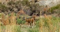 The vicuÃÂ±a is the national animal of Peru. It is a wild South American camelid that lives in the Andes Royalty Free Stock Photo