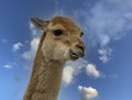 A portrait Vicuna at Highland Wildlife Park, Highland, Scotland, UK Royalty Free Stock Photo