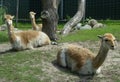 The vicuÃÂ±a, at the zoo. Royalty Free Stock Photo