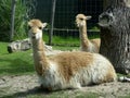 The vicuÃÂ±a, at the zoo. Royalty Free Stock Photo