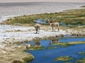 VicuÃÂ±as and alpacas graze in the Atacama