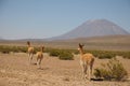 VicuÃÂ±as and Lhamas Royalty Free Stock Photo