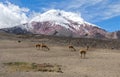 VicuÃÂ±as at mount Chimborazo in Ecuador Royalty Free Stock Photo