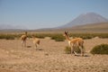 VicuÃÂ±as at peruvian fields