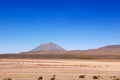 VicuÃÂ±as under Misti volcano Royalty Free Stock Photo