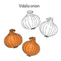 Vidalia onion, the official state vegetable of Georgia Royalty Free Stock Photo