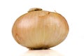 Vidalia sweet onion isolated Royalty Free Stock Photo