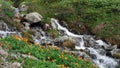 Video of Altai mountain stream with alpine vegetation