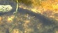 Video of a backswimmer in a garden pond.