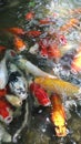 Video of beautiful koi fish swimming happily