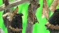 Video of Tortoiseshell butterfly hatching from its chrysalis.