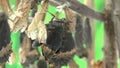 Video of tortoiseshell butterfly hatching from its chrysalis.