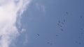 Storks circling in the sky after migration