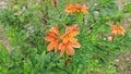 cluster of orange-colored crosssandra infundibuliformis flower.