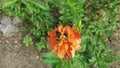 cluster of orange-colored crosssandra infundibuliformis flower.