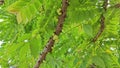 Phyllanthus acidus clusters of gooseberries sprouting from the stem.