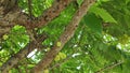 Phyllanthus acidus clusters of gooseberries sprouting from the stem.