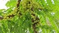 Phyllanthus acidus clusters of gooseberries sprouting from the stem.