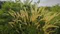 wild bushy meadow of setaria knootroot bristlegrass