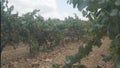 Close-up detail of a green grape cluster with grapevine leaves, vine and orange ground located in Vilafranca del Penedes in Spain