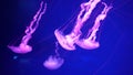 Video collection. Sea and ocean jellyfish swim in the water close-up. Illumination and bioluminescence in different colors in the Royalty Free Stock Photo