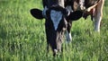 video of cow. It is eating grass on the field