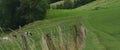 Video of a cows and a herd of deer grazing in the spring on a green meadow