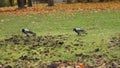 Video of the crows diging the soil in the park