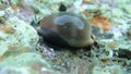 Video of Cypraea lurida sea snail - Luria lurida