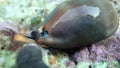 Video of Cypraea lurida sea snail - Luria lurida