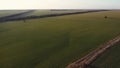 Video from a drone of a green field in the setting sun