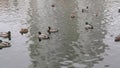 Video of a ducks and a drakes in the city pond.