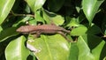 Escaping Lizard. Happy lizard hiding in bush.