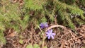 Video - flowers in a spring forest in sunny weather