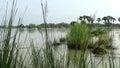 Video footage of flooded vast wetlands after heavy rain in West Bengal of India