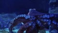 Video Giant octopus spreads tentacles suction attach on glass at the aquarium