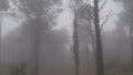 Green forest full of trees, pines, plants on a foggy day in autumn in Catalonia