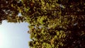 Green leaves of trees blowing the wind. Up view