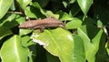 Happy Lizard heating on green bush leaves.