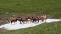 Video of Herd of horses hides from horseflies on a snowfield in Altai mountains