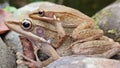 A pair of frogs are mating by the pond