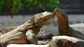 Two Komodo dragon interacting