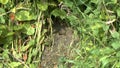 Video of large underground very active wasp nest Vespula vulgaris