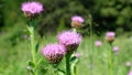 Video of Leuzea carthamoides, known as Maral root or Rhaponticum in subalpine meadow