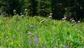 Video of Leuzea carthamoides, known as Maral root or Rhaponticum in subalpine meadow